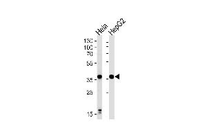 Western blot analysis of lysates from Hela,HepG2 cell line,using P2RY13 Antibody (ABIN486596 and ABIN1535977). (Purinergic Receptor P2Y, G-Protein Coupled, 13 (P2RY13) antibody)