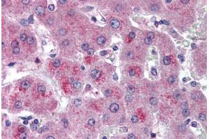 Human Liver (formalin-fixed, paraffin-embedded) stained with HTRA3 antibody ABIN296848 at 10 ug/ml followed by biotinylated goat anti-rabbit IgG secondary antibody ABIN481713, alkaline phosphatase-streptavidin and chromogen. (HTRA3 antibody  (AA 250-300))