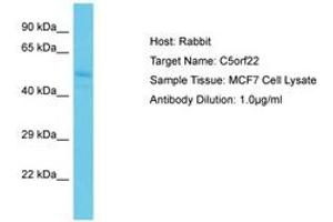 Image no. 1 for anti-Chromosome 5 Open Reading Frame 22 (C5ORF22) (AA 179-228) antibody (ABIN6750628)