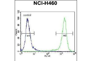 Flow cytometric analysis of NCI-H460 cells (right histogram) compared to a negative control cell (left histogram). (VSTM4 antibody  (AA 142-170))