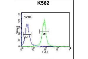 Flow cytometric analysis of K562 cells (right histogram) compared to a negative control cell (left histogram). (NPSR1-AS1 antibody  (C-Term))