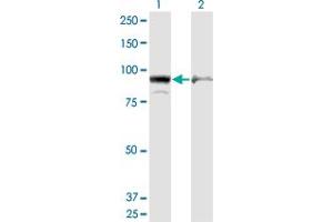 Western Blot analysis of AMPD2 expression in transfected 293T cell line by AMPD2 monoclonal antibody (M09), clone 6A8. (AMPD2 antibody  (AA 86-185))