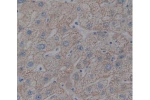 Used in DAB staining on fromalin fixed paraffin- embedded liver tissue (HFE2 antibody  (AA 36-200))