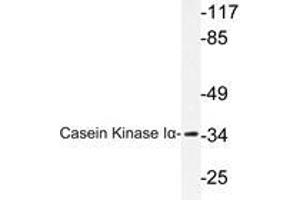 Western blot analysis of Casein Kinase I α antibody in extracts from HuvEc cells. (CSNK1A1 antibody)