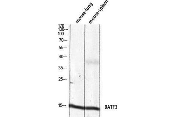 BATF3 antibody