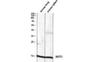 Western Blot (WB) analysis of Mouse Lung Mouse Spleen lysis using BATF3 antibody. (BATF3 antibody)