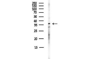 anti-BCL2-Associated Athanogene (BAG1) (N-Term) antibody