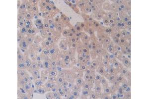 IHC-P analysis of Mouse Tissue, with DAB staining. (VPREB1 antibody  (AA 43-134))