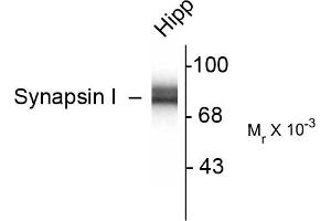 Western blots of 10 ug of rat hippocampal (Hipp) lysate showing specific immunolabeling of the ~78k synapsin I doublet protein.