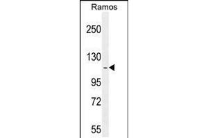 Western blot analysis in Ramos cell line lysates (35ug/lane). (HIP1 antibody  (N-Term))