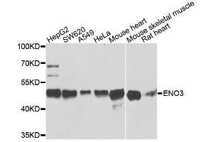 Western blot analysis of extracts of various cell lines, using ENO3 antibody. (ENO3 antibody  (AA 1-190))