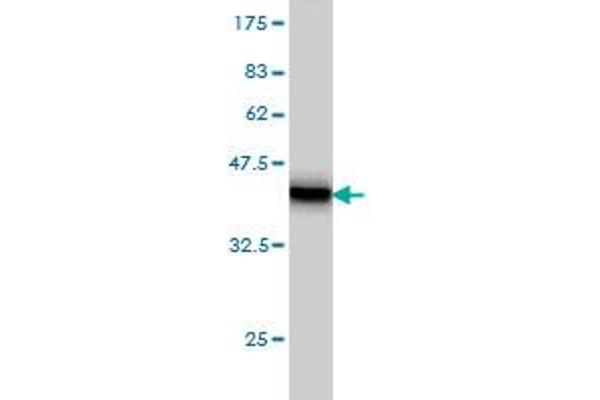 TRIM68 antibody  (AA 181-280)