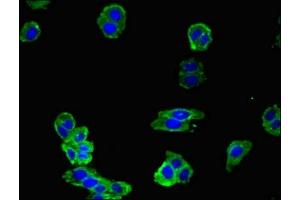 Immunofluorescent analysis of HepG2 cells using ABIN7161623 at dilution of 1:100 and Alexa Fluor 488-congugated AffiniPure Goat Anti-Rabbit IgG(H+L) (NOS1 antibody  (AA 655-875))