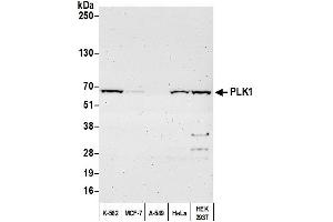 Western Blotting (WB) image for anti-Polo-Like Kinase 1 (PLK1) (AA 325-375) antibody (ABIN7453390)