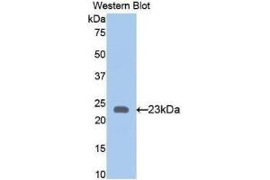 Western Blotting (WB) image for anti-Bone Morphogenetic Protein 4 (BMP4) (AA 211-392) antibody (ABIN1858158)