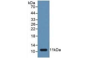 Detection of Recombinant CASP1, Human using Polyclonal Antibody to Caspase 1 (CASP1) (Caspase 1 antibody  (AA 317-404))