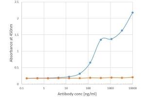 Binding curve of anti-Bet v 1 antibody BV16 (ABIN7072369) to Bet v 1 ELISA Plate coated with Bet v 1-A (RayBiotech, 228-22389) at a concentration of 2 μg/mL. (Recombinant Bet V 1 antibody)