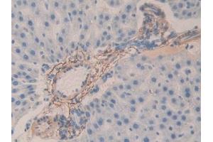 Immunohistochemistry (IHC) image for anti-Fibrillin 1 (FBN1) (AA 751-895) antibody (ABIN7432139)