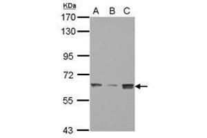 Image no. 1 for anti-SWI/SNF Related, Matrix Associated, Actin Dependent Regulator of Chromatin, Subfamily D, Member 3 (SMARCD3) (AA 105-441) antibody (ABIN1501913) (SMARCD3 antibody  (AA 105-441))