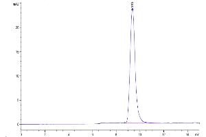 The purity of Rhesus macaque EGFR is greater than 95 % as determined by SEC-HPLC. (EGFR Protein (AA 25-645) (His tag))