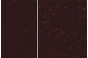 Image no. 7 for anti-Autophagy Related 12 (ATG12) antibody (ABIN3028485)