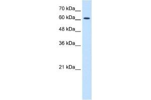 CHRNE antibody (20R-1326) used at 0. (CHRNE antibody  (N-Term))