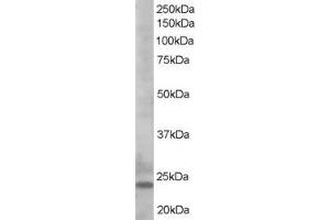 ABIN185253 staining (0. (BIM antibody  (C-Term))