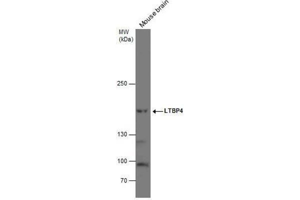 LTBP4 antibody  (N-Term)