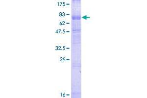 C3AR1 Protein (AA 1-482) (GST tag)