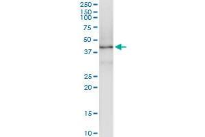 Immunoprecipitation of FBXL8 transfected lysate using anti-FBXL8 MaxPab rabbit polyclonal antibody and Protein A Magnetic Bead , and immunoblotted with FBXL8 purified MaxPab mouse polyclonal antibody (B01P) . (FBXL8 antibody  (AA 1-374))