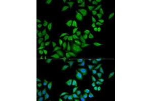 Immunofluorescence analysis of U2OS cells using QDPR Polyclonal Antibody (QDPR antibody)