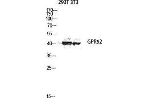 Western Blot (WB) analysis of 293T 3T3 lysis using GPR52 antibody.