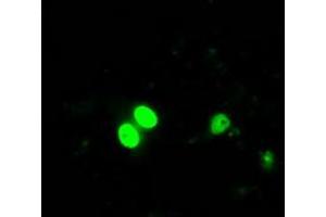 Image no. 2 for anti-Inhibitor of DNA Binding 3, Dominant Negative Helix-Loop-Helix Protein (ID3) antibody (ABIN1498776)
