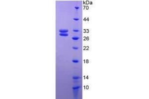 SDS-PAGE analysis of Rat HSF2 Protein.
