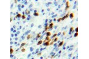 IHC-P analysis of Spleen tissue, with DAB staining. (NUP107 antibody  (AA 554-784))