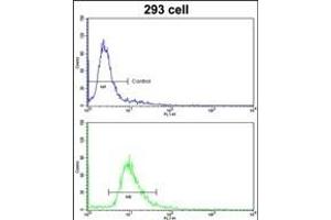 Flow cytometric analysis of 293 cells using ETHE1 Antibody (Center)(bottom histogram) compared to a negative control cell (top histogram). (ETHE1 antibody  (AA 103-130))