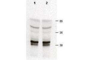 Rabbit anti-cdk2 was used at a 1:200 dilution to detect cdk-2 in asynchronous HeLa cell lysates (run in duplicate). (CDK2 antibody  (C-Term))