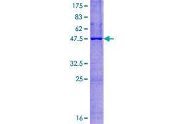 FERD3L Protein (AA 1-167) (GST tag)