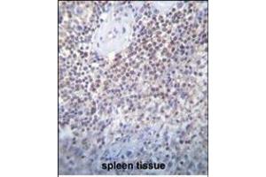 TL2 Antibody (Center) (ABIN655338 and ABIN2844903) immunohistochemistry analysis in formalin fixed and raffin embedded human spleen tissue followed by peroxidase conjugation of the secondary antibody and DAB staining.