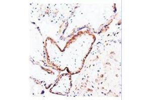 Immunohistochemical analysis of paraffin embedded human placenta sections; staining in cytoplysm; DAB chromogenic reaction (PLGF antibody  (N-Term))