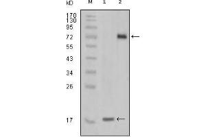 Western Blot showing STYK1 antibody used against truncated STYK1 recombinant protein (1) and STYK1 (aa47-422)-hIgGFc transfected CHO-K1 cell lysate (2).