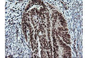 Image no. 1 for anti-Fetal and Adult Testis Expressed 1 (FATE1) antibody (ABIN1498222) (FATE1 antibody)