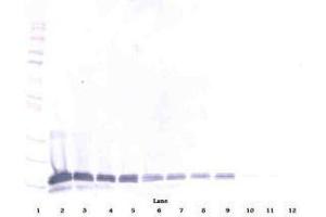 Image no. 4 for anti-Interleukin 16 (IL16) antibody (ABIN465149) (IL16 antibody)