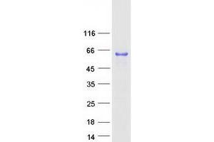 Validation with Western Blot (Caspase Activity and Apoptosis Inhibitor 1 (CAAP1) protein (Myc-DYKDDDDK Tag))