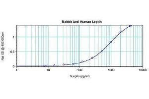 Image no. 4 for anti-Leptin (LEP) antibody (ABIN465530) (Leptin antibody)