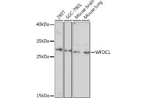 Western blot analysis of extracts of various cell lines, using WFDC1 Rabbit pAb (ABIN7271344) at 1:1000 dilution. (WFDC1 antibody  (AA 111-220))