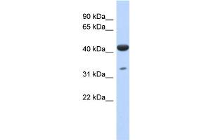 WB Suggested Anti-hCG_1745121 Antibody Titration: 0. (ISPD antibody  (N-Term))