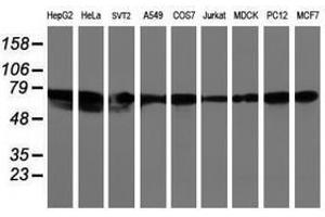 Image no. 2 for anti-Leucine Rich Repeat Containing 50 (LRRC50) antibody (ABIN1499205) (LRRC50 antibody)