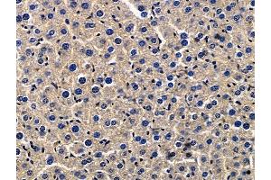 ABIN7096709 and ABIN7100774 at 1/100 staining mouse liver tissue by IHC-P.