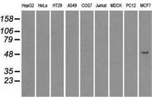 Immunoprecipitation(IP) of SLC2A5 by using TrueMab monoclonal anti-SLC2A5 antibodies (Negative control: IP without adding anti-SLC2A5 antibody. (SLC2A5 antibody)